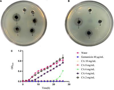 Antibacterial and Antibiofilm Activities of Chlorogenic Acid Against Yersinia enterocolitica